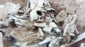 3-000-year-old-stone-tools-bone-nests-found-on-dharmapuri-boothinatham-excavation