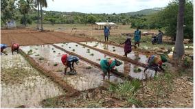 mettur-farmers-planting-finger-millet-in-aadipattam