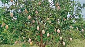 53-loss-on-mango-yield-on-krishnagiri-proposal-to-govt-to-allocate-rs-50-crore