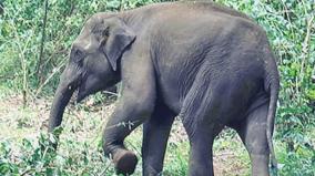 a-calf-separated-from-a-herd-of-wild-elephants-in-coonoor