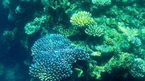 dying-coral-reefs