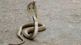 woman-kills-lover-by-snake-in-uttarakhand-after-watching-crime-patrol-tv-series