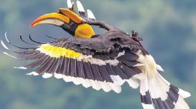 iruvachi-bird-is-found-more-in-coonoor