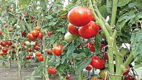 a-tomato-farmer-in-telangana-earned-rs-1-8-crore-in-a-single-month