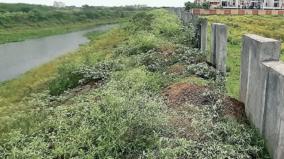 fertilized-saplings-before-they-become-trees-the-miyawaki-forest-project-stalled-at-the-start-of-tambaram