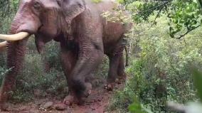 an-injured-wild-elephant-roam-around-parliaru-area-near-coonoor