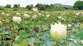 arianapalli-lake-is-sparkling-with-blooming-lilies