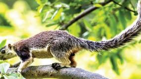 boundary-gray-squirrels-parparalaru-dam