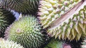 urgent-booking-for-durian-fruits-at-barliaru-govt-farm