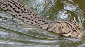 rare-species-of-fish-caughting-cat-on-karangadu-forest-survey-by-forest-department