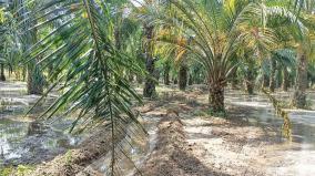 oil-palm-cultivation-in-villupuram