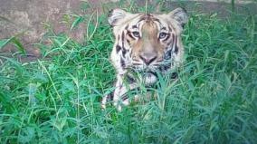 anaimalai-tiger-reserve-has-declared-as-the-best-tiger-reserve