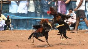 thai-people-visit-to-buy-fighter-cocks