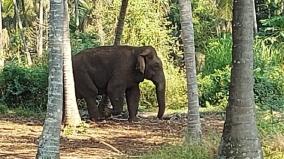saralapathy-area-residents-urged-to-capture-magna-elephant-before-life-loss