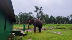 president-murmu-arrives-in-mudumalai-elephant-camp