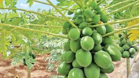 papaya-cultivation-on-3-000-hectares-on-dindigul-district-farmers-interested-on-earnings