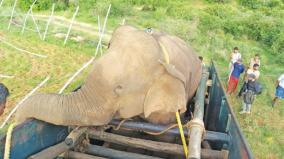 magna-elephant-captured-after-being-sedated-for-damaging-crops-near-pollachi