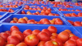 lorry-from-karnataka-to-rajasthan-with-tomatoes-worth-rs-21-lakh-was-stolen