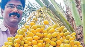 farmer-who-succeeded-on-harvesting-and-harvesting-dates-for-the-first-time-on-madurai