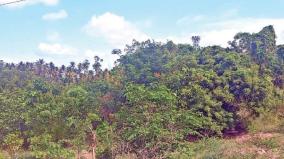 garbage-mounds-that-are-small-forest-tenkasi