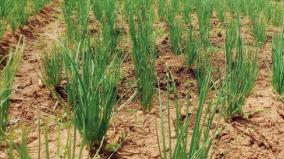 farmers-interest-on-onion-cultivation-on-krishnagiri-hope-that-price-hike-will-help