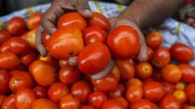 heat-high-tomato-price-study-on-short-term-harvest-minister-directs-agri-varsity