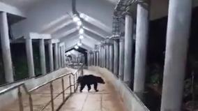 bear-movement-on-the-tirupati-mountain-pass-tirumala