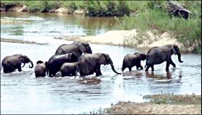 10-elephants-migrated-from-bannerghatta-to-tamil-nadu