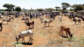 cattle-market-in-thoppampatti