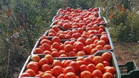 increase-in-tomato-cultivation