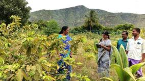 yield-loss-due-to-micronutrient-deficiency-in-guava