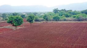 monsoon-rains-that-do-not-help-aadi-pattam-seeds-are-food-for-birds-on-hosur-region