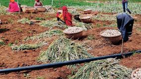 will-nilgiri-garlic-farmers-revive-pity-to-be-stuck-with-middlemen