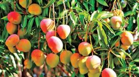 can-a-mango-pulp-factory-be-set-up-on-udumalai-expectation-of-mango-farmers