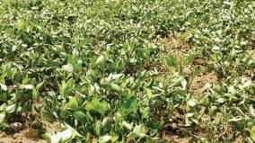 groundnut-plants-withering-on-fields-krishnagiri-farmers-on-agony