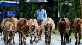 will-cow-be-declared-as-national-animal-union-ministers-explanation-to-bjp-mp-s-question