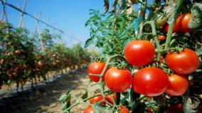 armer-installed-surveillance-camera-in-his-tomato-field-over-fear-of-thieves