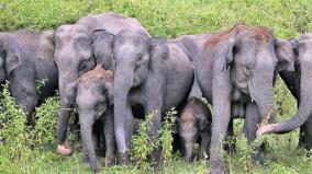 international-elephant-s-day-special-story