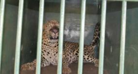 leopard-caught-that-killed-girl-devotees-fear-as-bear-roams-tirupati-hill-trail