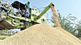 paddy-cultivated-in-25-thousand-acres-will-be-harvested-at-the-end-of-this-month