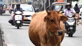 cows-roaming-the-roads-in-chennai
