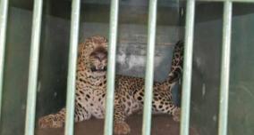 leopards-on-the-tirupati-mountain-pass