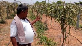 namakkal-farmer-who-excels-in-veld-grape-cultivation-turning-it-into-a-value-added-product-and-selling-it