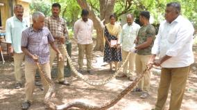 krishnagiri-8-pythons-caught-in-10-days