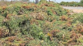 no-fair-price-and-no-sale-coriander-dumped-on-the-roadside-on-shoolagiri