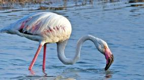 why-does-flamingo-dance