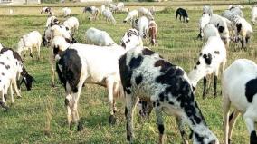 180-sheep-rearing-mba-graduate-earning-income-madurai