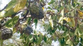 sugar-apple-yield-affected-on-reserve-forests-krishnagiri-farmers-traders-suffer