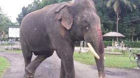 bijuli-prasad-india-s-oldest-elephant-dies-at-89