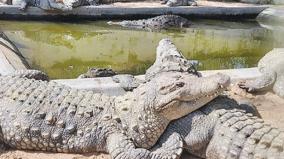 amaravathi-crocodile-farm-renovation-work-in-tiruppur